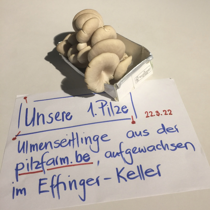 Pilze aus dem Effinger